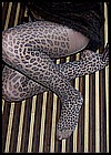 nyllady-leopard-pantyhose-08.jpg
